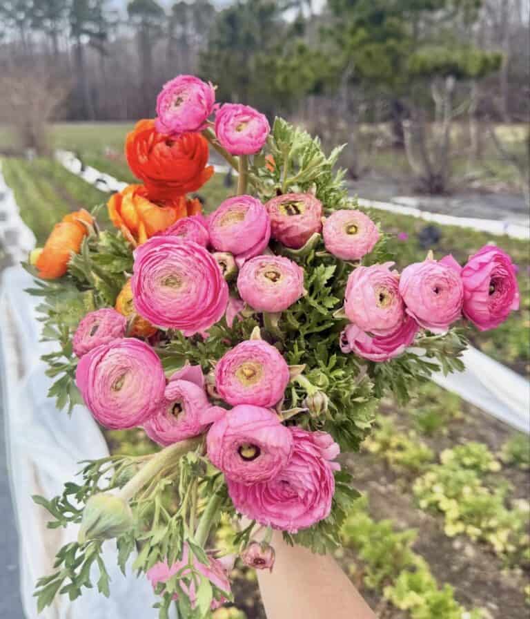 Freshly cut pink and orange ranunculus bouquet from Assateague Farms in Berlin, Maryland
