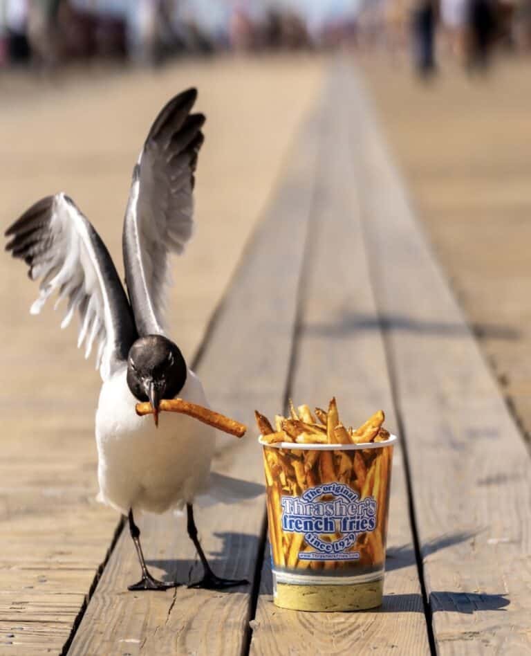Seagull stealing a fry from a Thrasher's French Fries cup on the Ocean City Md boardwalk