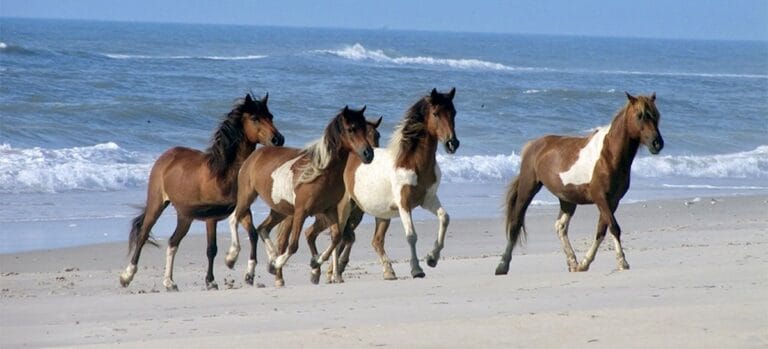 Wild ponies on the beach at Assateague Island National Seashore near Ocean City, Maryland