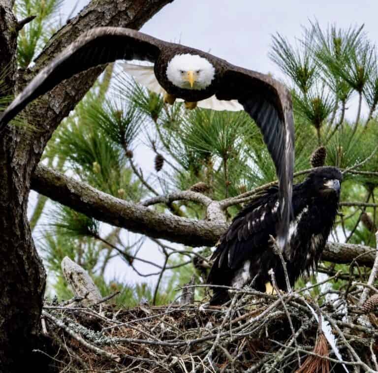 Adult bald eagle flying near nest with eaglet in Ocean Pines, Maryland