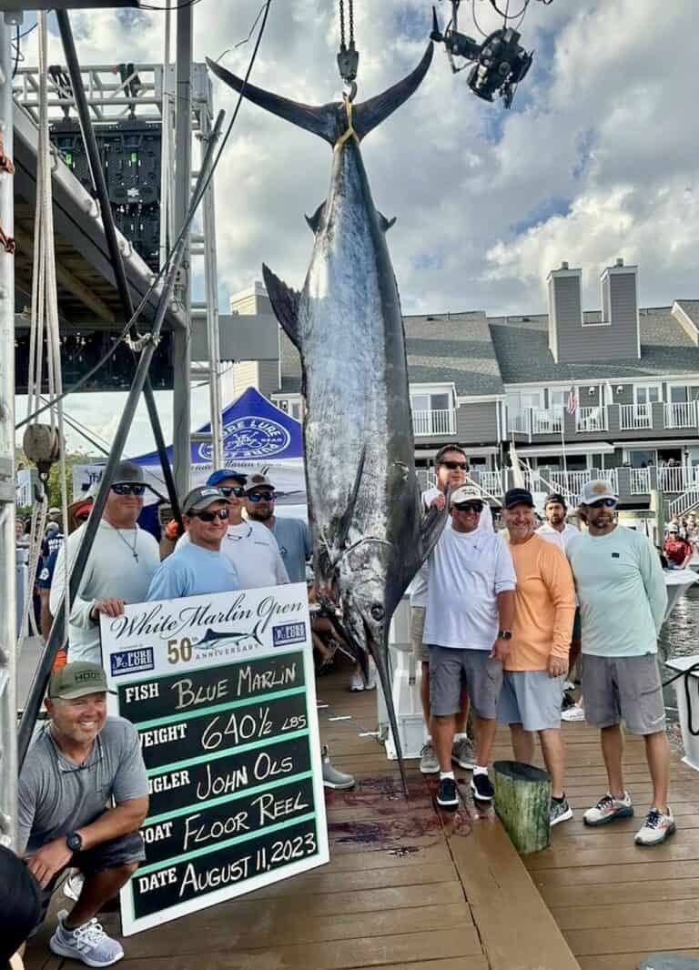 640.5-pound blue marlin caught by John Ols on the Floor Reel at White Marlin Open in Ocean City, Maryland
