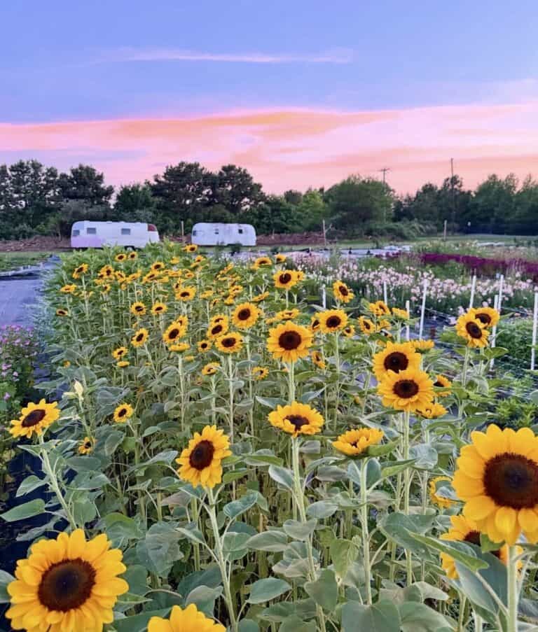Sunflower field at sunset at Assateague Farms Berlin, Maryland