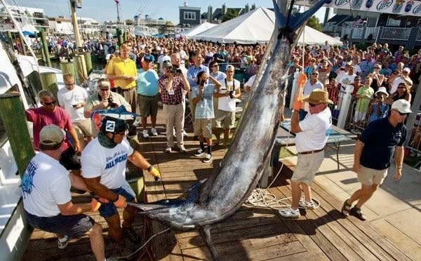 Crowd watching a marlin weigh-in on the dock at Harbour Island Marina during the White Marlin Open in Ocean City, Maryland