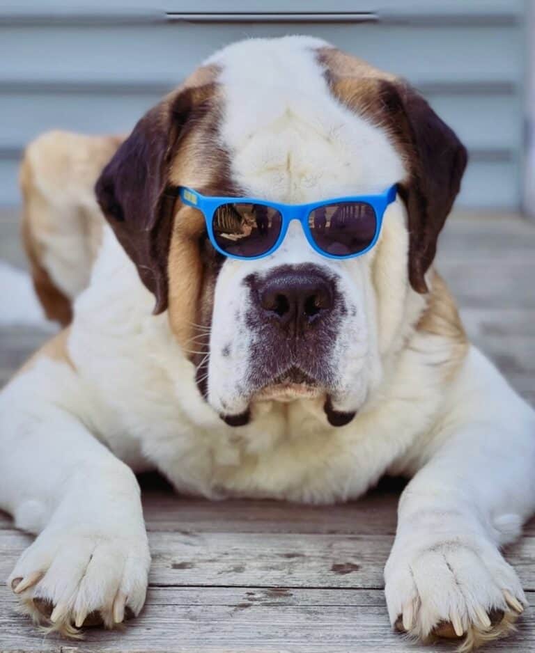 Clyde the Saint Bernard from Georges Beverage wearing blue sunglasses in Ocean City, Maryland