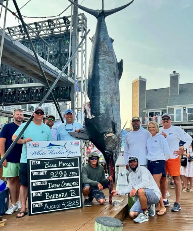 Anglers pose with a 929.5-pound blue marlin caught by Drew Osmeyer aboard the Barbara B at the White Marlin Open in Ocean City, Maryland